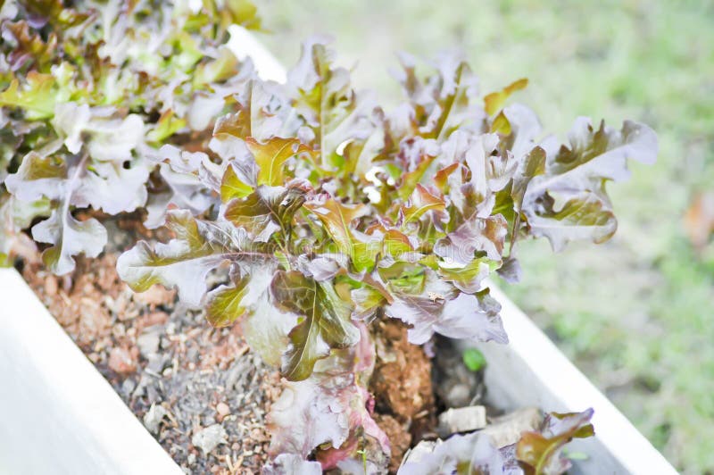 Red Oak Plant in the Flower Pot Stock Image Image of harvest, grow 78494715