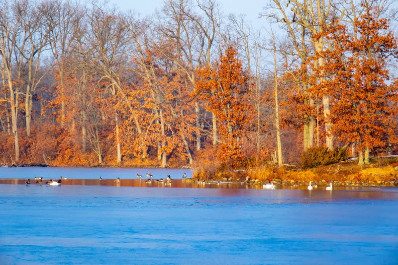 Red Oak Trees And Waterfowl In A Freezing Lake