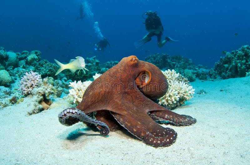 Red Octopus