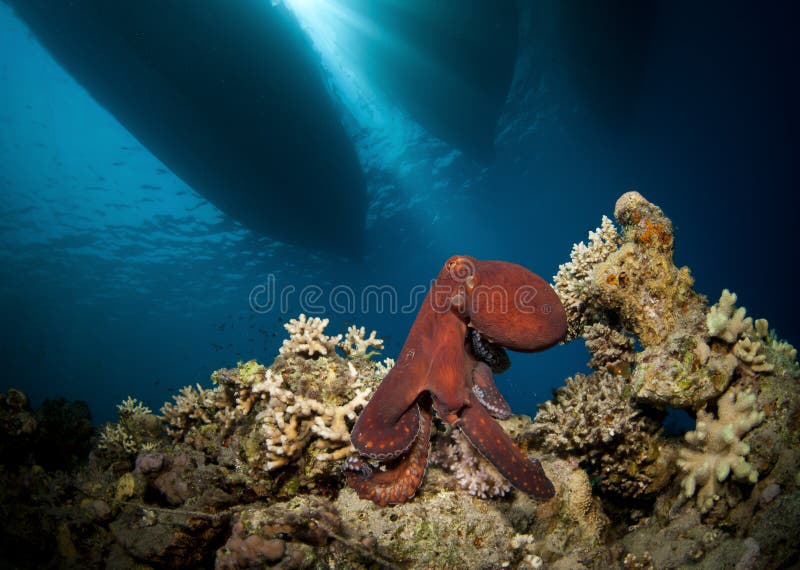 Red Octopus with Boats Above Stock Photo Image of asia, aquarium