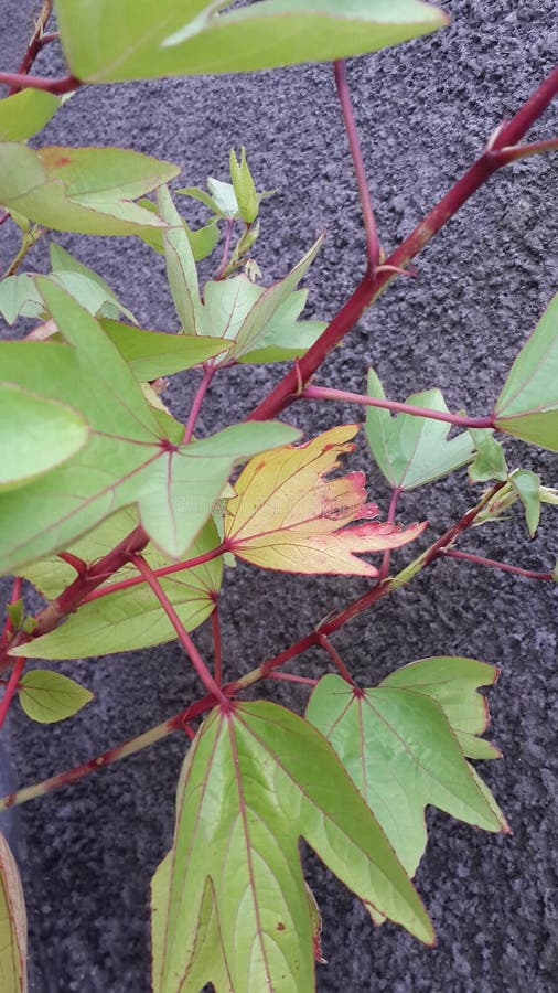 Red okra tree with colorful leaves and red trunk stock photography
