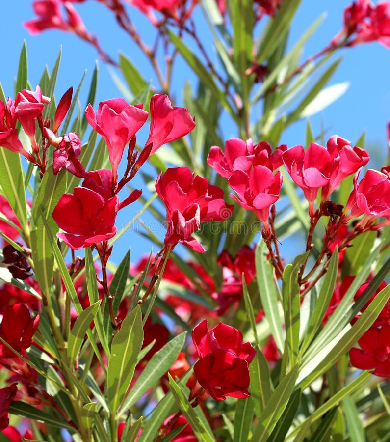 RED oleander plant flowers that blossomed in summer in the sunny area near the Mediterranean Sea