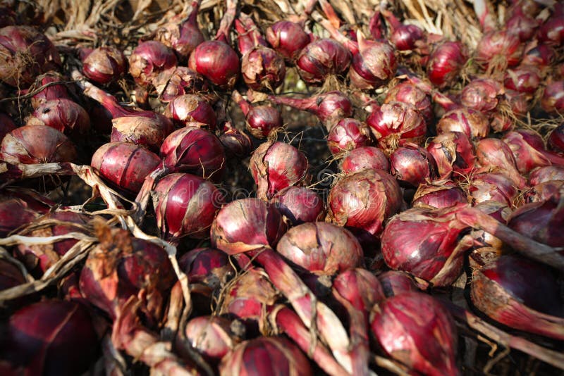 Red Onion Bulbs Growing on the Field Stock Image Image of aphrodisiac