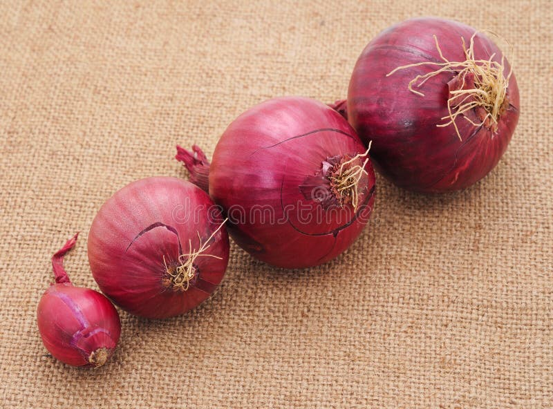 https://thumbs.dreamstime.com/b/red-onion-burlap-bunch-onions-brown-240189011.jpg