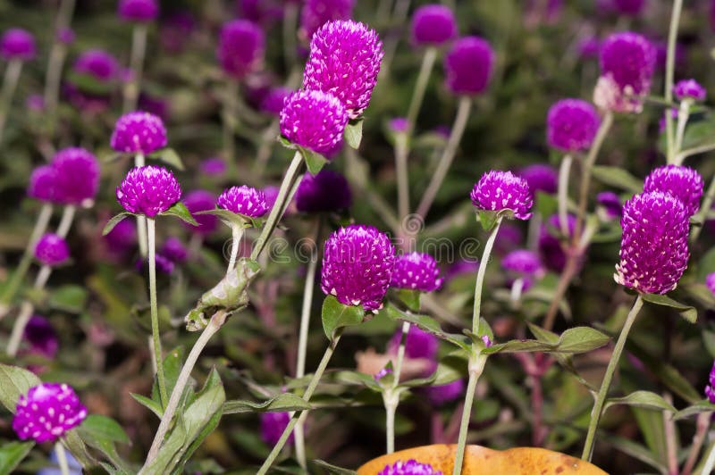 Red Onion Flowers Stock Photo Image 27386370