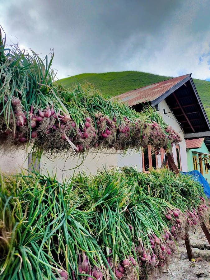 Red onion stock image. Image of flower, wood, village 269592997