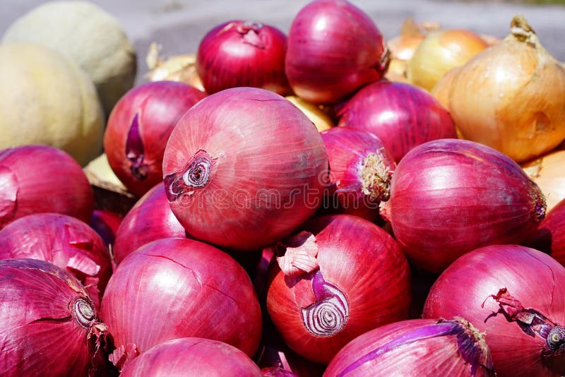 Red onion royalty free stock photos Red onion royalty free stock photos