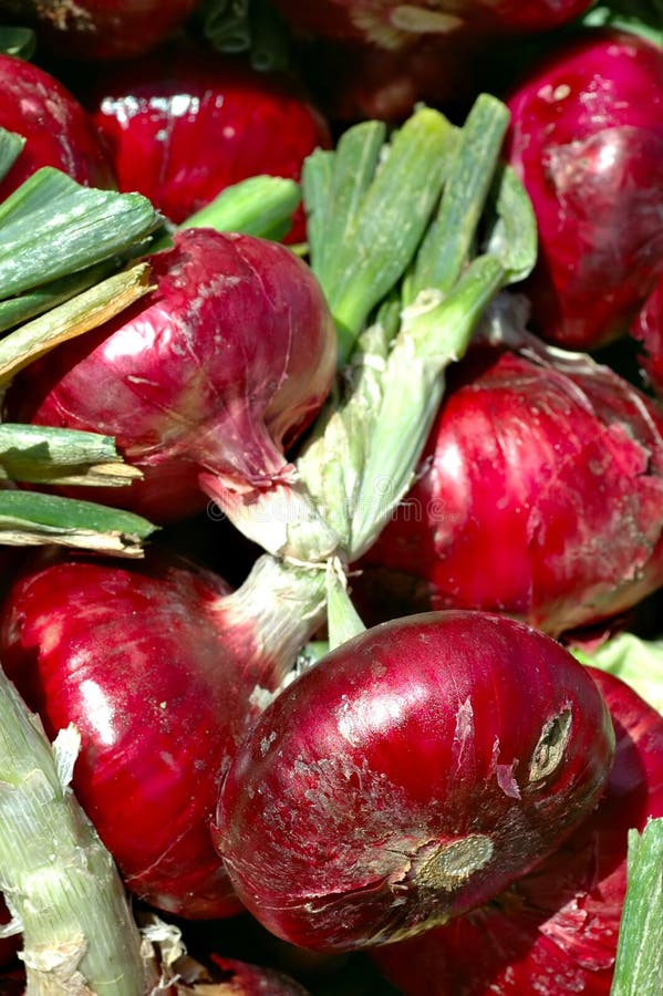 Fresh red onions with stems for sale in a bin at the outdoor Farmer's Market