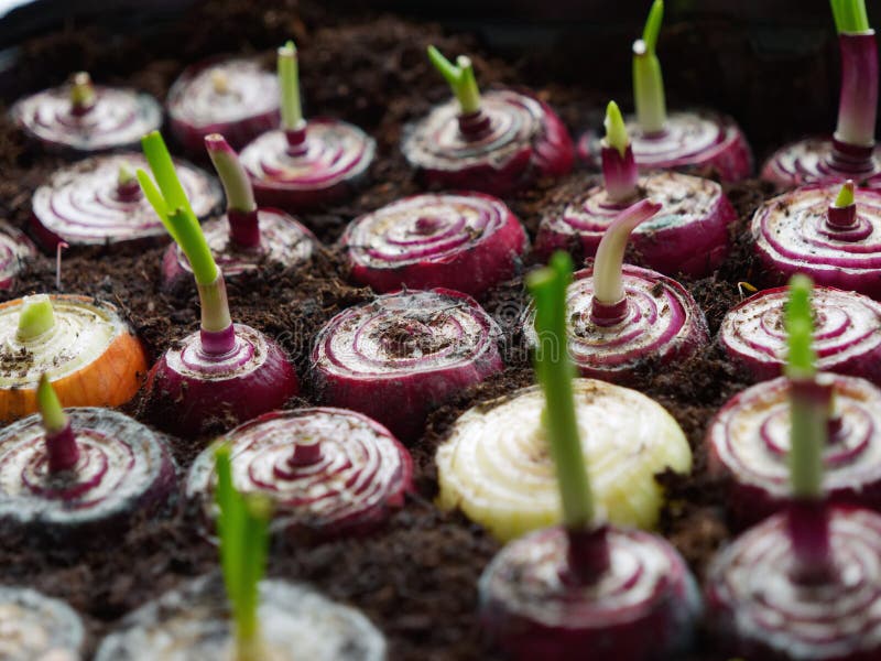 Red Onions in the Ground Sprouted Green Sprouts Stock Photo Image of