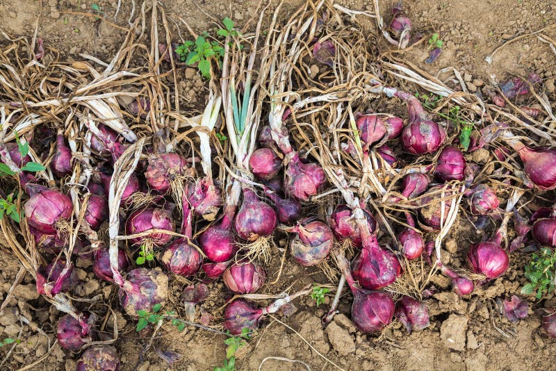 Red onions stock photo. Image of vitamine, harvest, biological 76148960