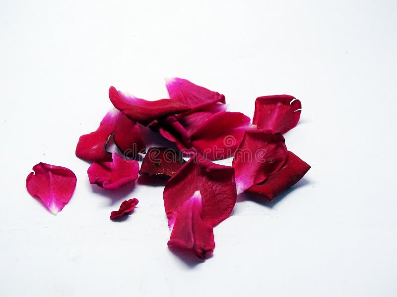 Open Petals of Pink Rose stock image. Image of macro 34026141