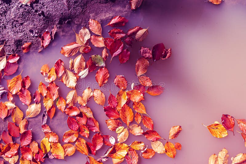 Red and orange autumn leaves floating in purple water, abstract surreal natural autumn background