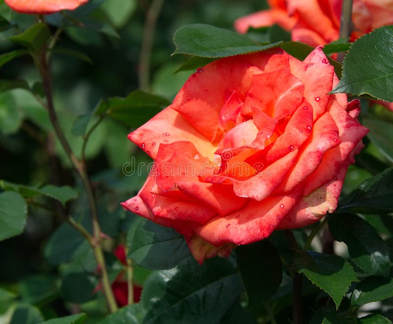 Red orange blossom on its stem - Garden flowers blooming in the summer royalty free stock photos Red orange blossom on its stem - Garden flowers blooming in the summer royalty free stock photos