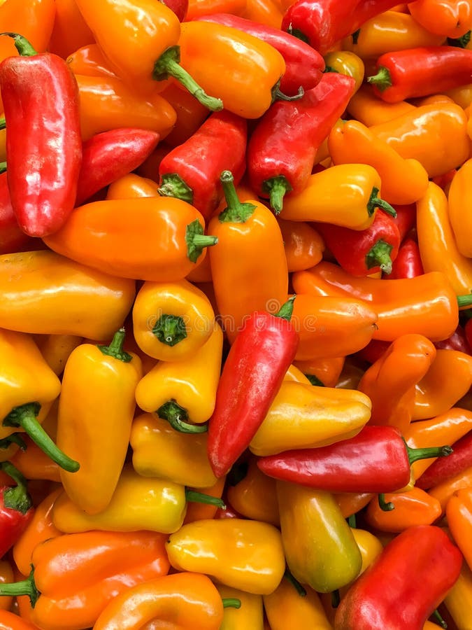Orange Capsicum on White Background with Room for Text Stock Photo Image of food