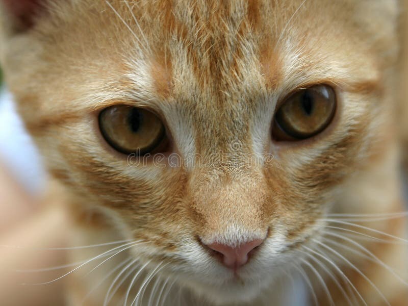 brown orange cat