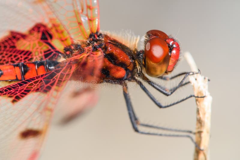 Red and Orange Dragonfly stock photography