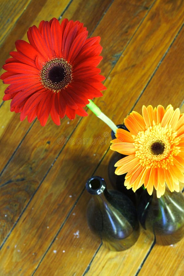 Red and Orange Flowers