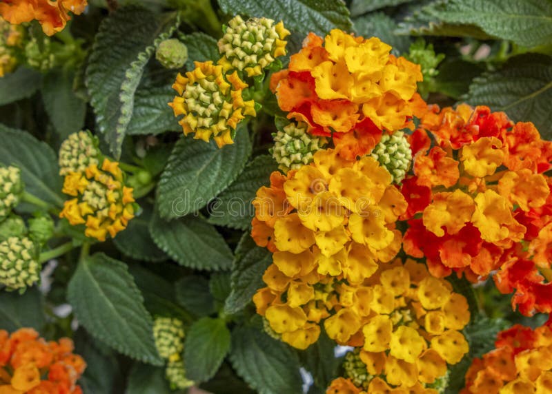 Red and Orange Flowers Closeup Stock Photo Image of nature, detail