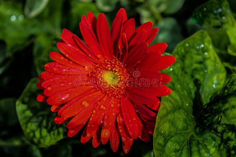 Red Orange Gerbal Daisy With Raindrops Stock Image Image Of