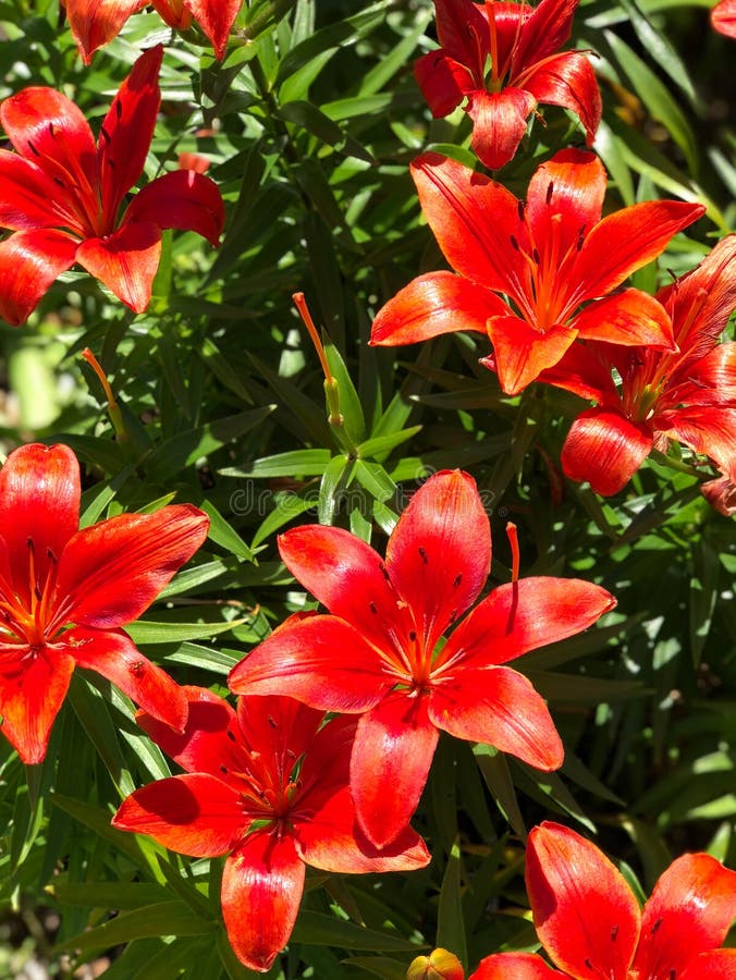Orange Red Asiatic Lilies (Lilium Auratum) - Bright Oriental Lily Flowers  Stock Photo - Image of flowers, auratum: 225124128