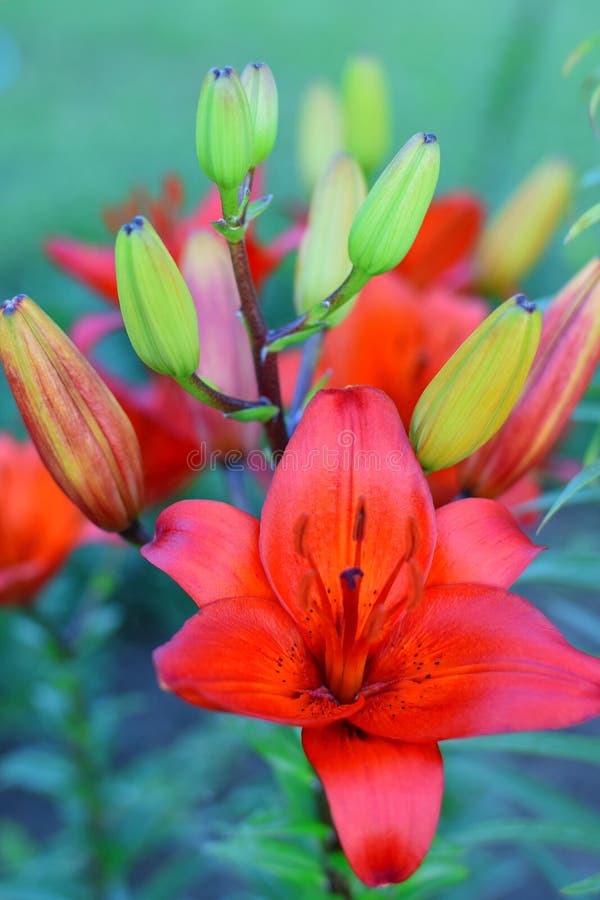 Red orange lily flower and green buds on garden bed in summer day. royalty free stock image Red orange lily flower and green buds on garden bed in summer day. royalty free stock image