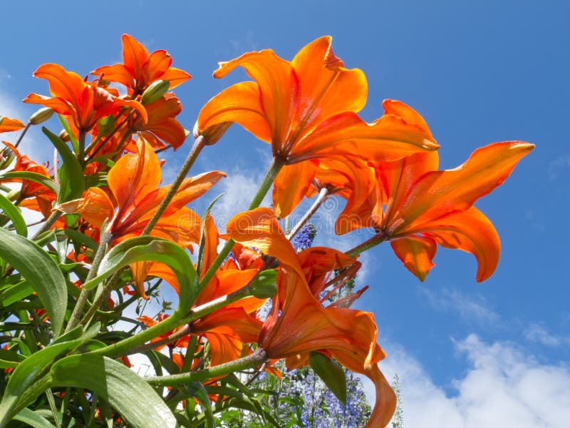 Red-orange lily flowers close-up against blue sky