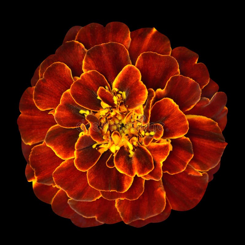 Red Orange Marigold Flower Isolated on Black Background