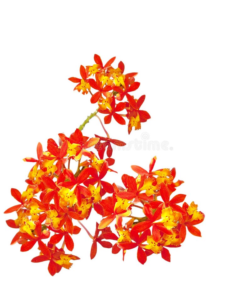 Red Orange Orchid