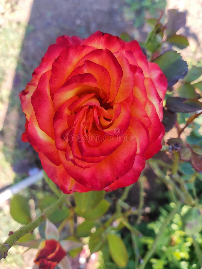 Red and Orange Rose Flower on Plant Stock Image Image of gardening