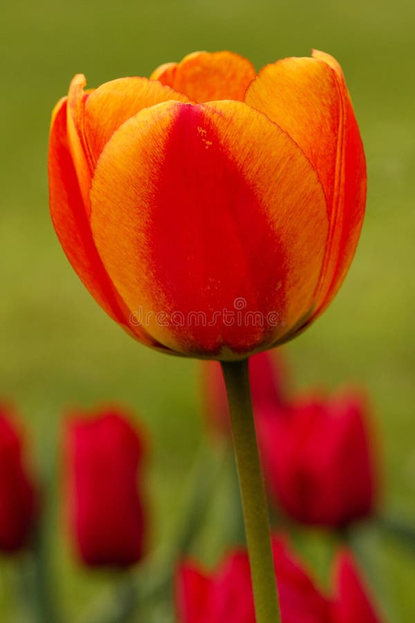 Un arancia tulipano sfocato tulipani.