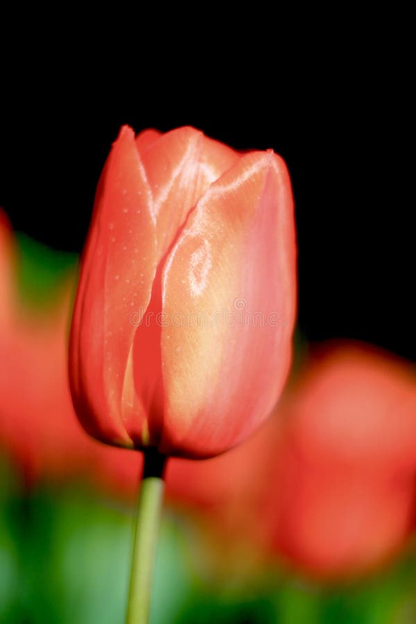 Red Orange Tulip Spring Flowers Stock Image Image of bark, blossom