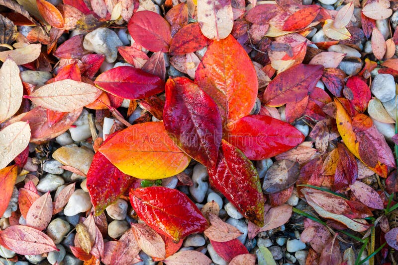 Red, Orange and Yellow Autumn Leaves Background Stock Photo - Image of