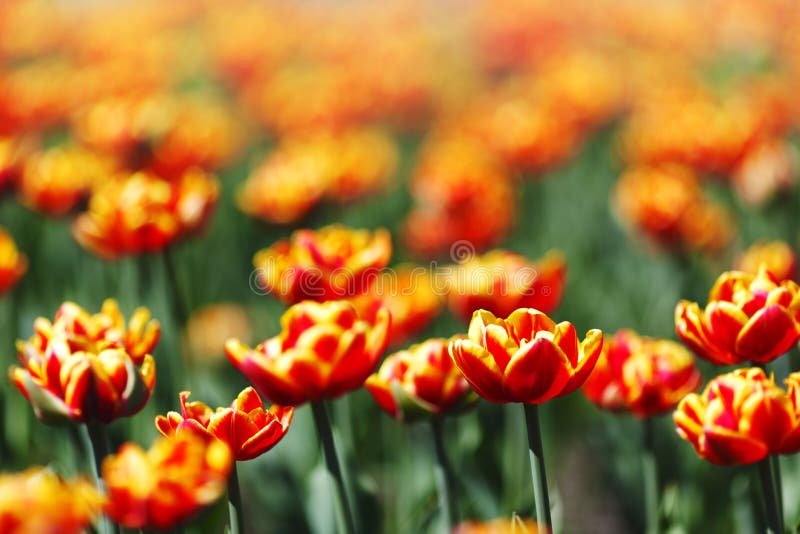 Red Orange Yellow Tulips
