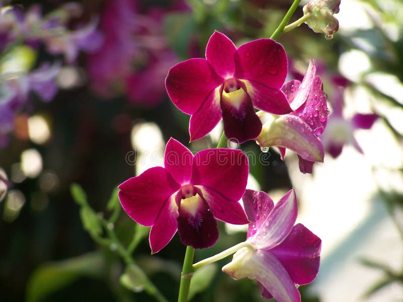 Download Red Orchid stock photo. Image of bloom, park, close, macro - 100518