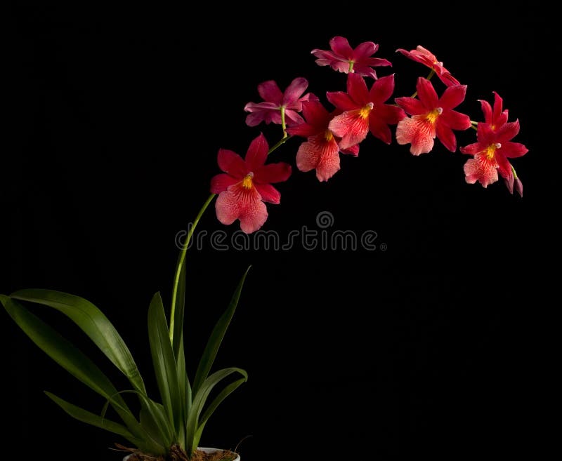 Red orchid