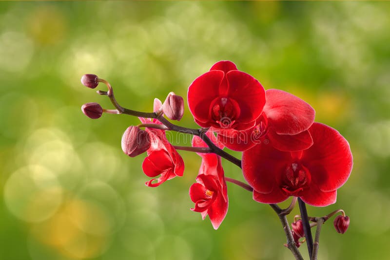 Red Orchid Flower On Blur Background Stock Image Image of