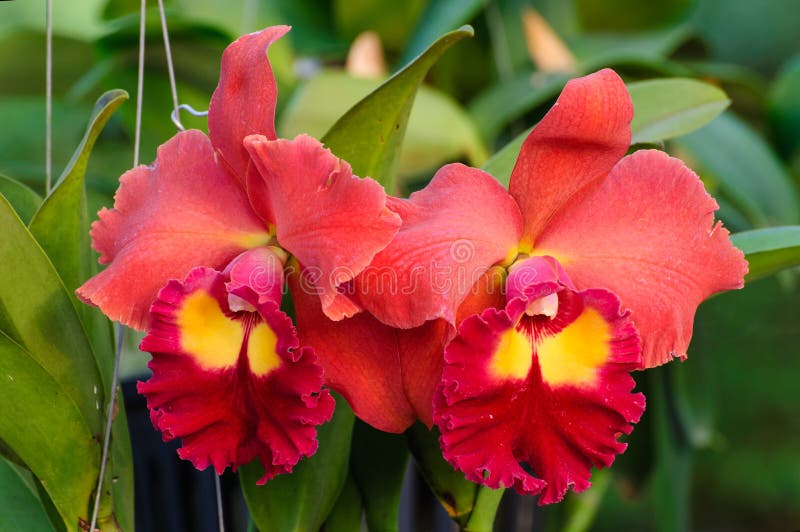Red Orchid Flowers Cattleya Stock Image Image of yellow, garden