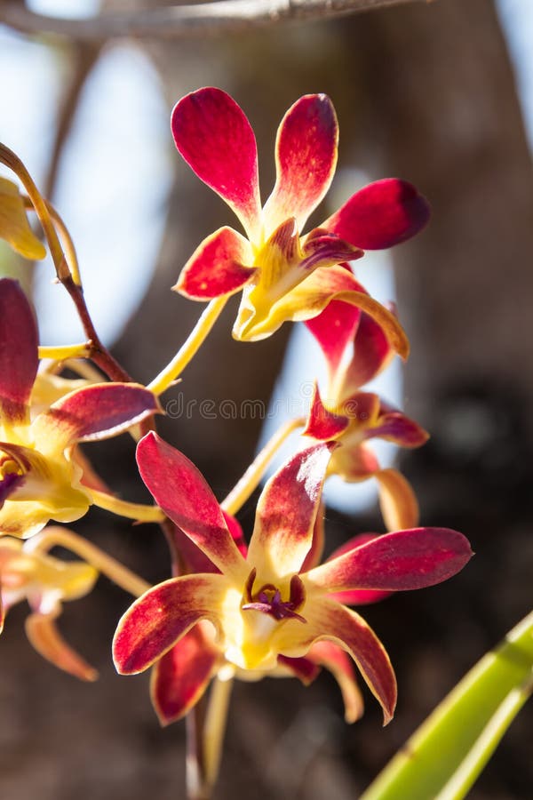 Red orchid flowers stock image. Image of elegance, orchid 37779031