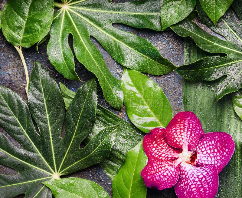 Red Orchid flowers and wet tropical leaves with water drop arrangement , nature background stock photo Red Orchid flowers and wet tropical leaves with water drop arrangement , nature background stock photo