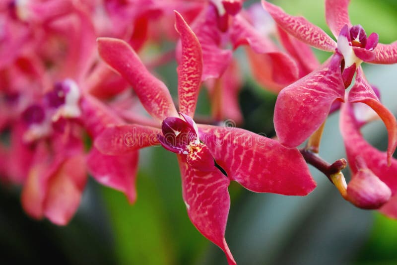 Red orchids flower stock photo. Image of orchidaceae 221964512