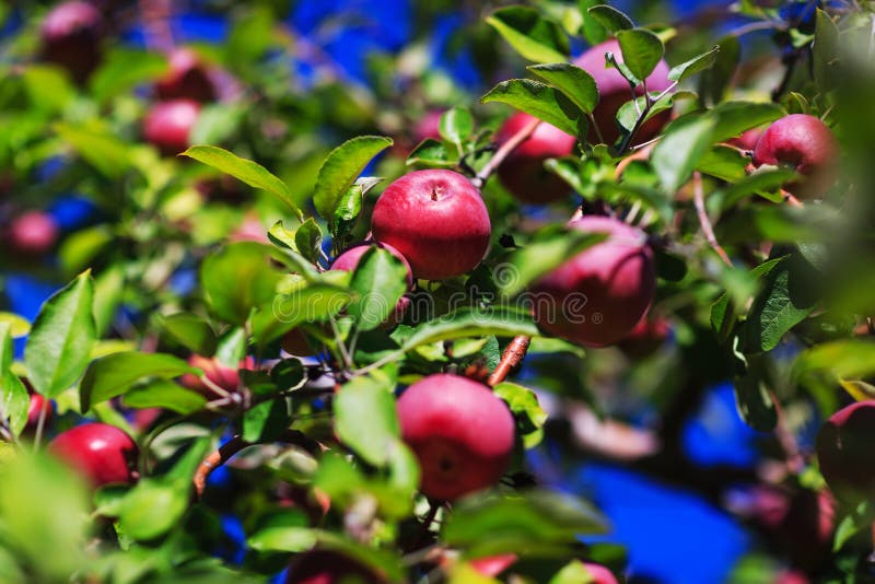 Red organic apples hanging from a tree branch in an autumn apple royalty free stock images Red organic apples hanging from a tree branch in an autumn apple royalty free stock images