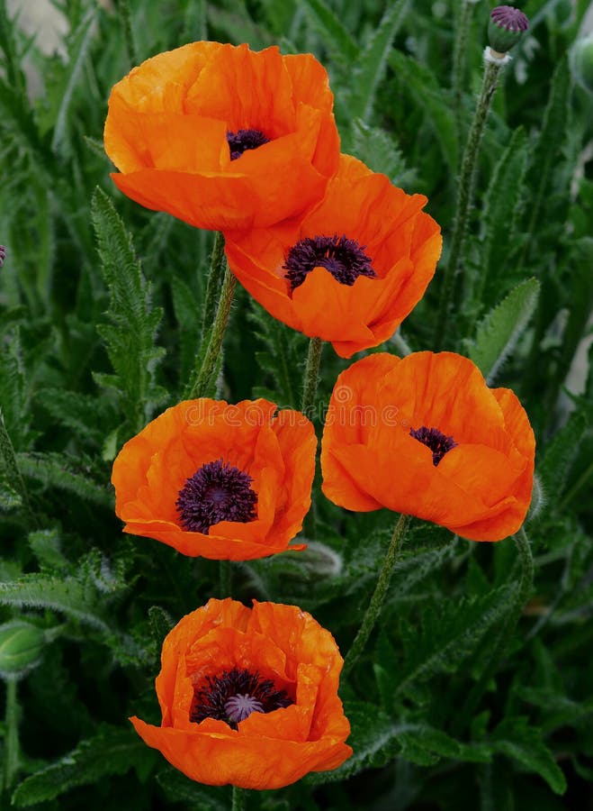 Red Oriental Poppies sẽ tạo nên một vẻ đẹp ngọt ngào nhẹ nhàng. Hãy xem hình ảnh để trầm mình trong không gian mộng mơ và đầy sức hút của những chùm hoa đỏ rực này.