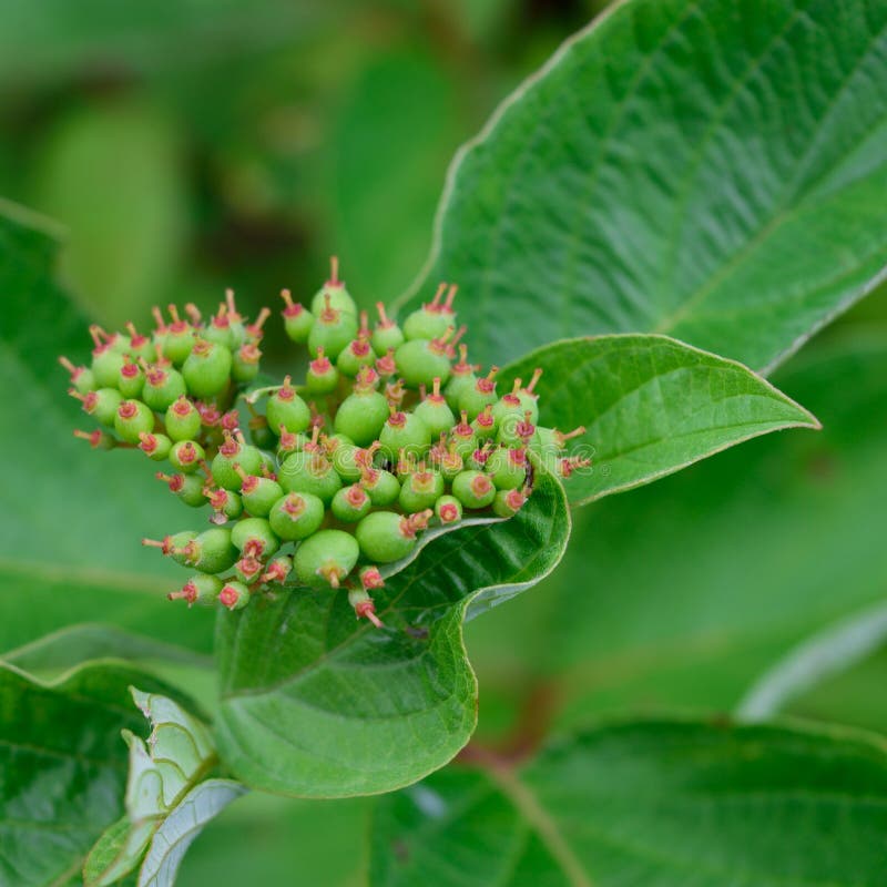 Red Osier Dogwood (Cornus sericea) Early Fruit Detail royalty free stock photo Red Osier Dogwood (Cornus sericea) Early Fruit Detail royalty free stock photo