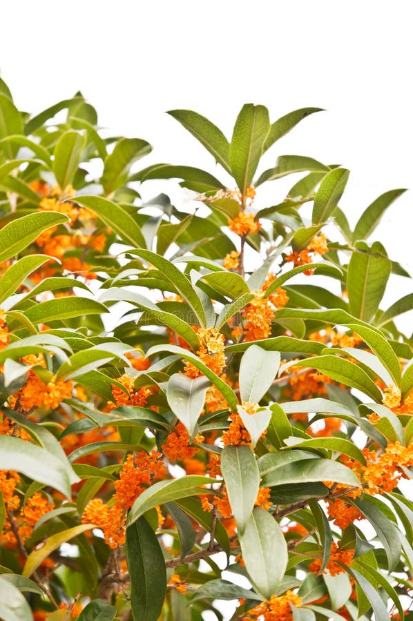 Red Osmanthus Flowers In Full Bloom Stock Image Image of scented