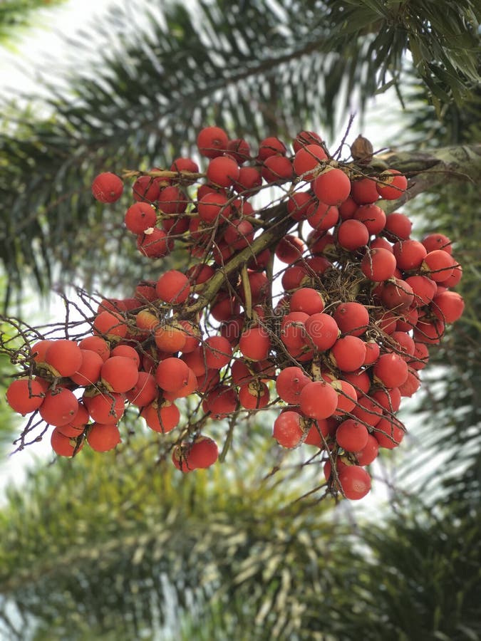  Red palm fruit  stock photo Image of park nature macro 