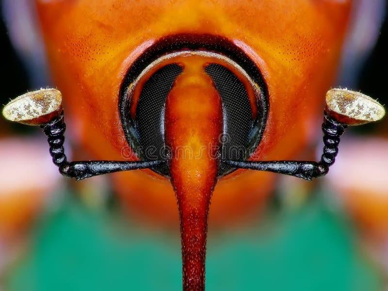 Red palm weevil royalty free stock image