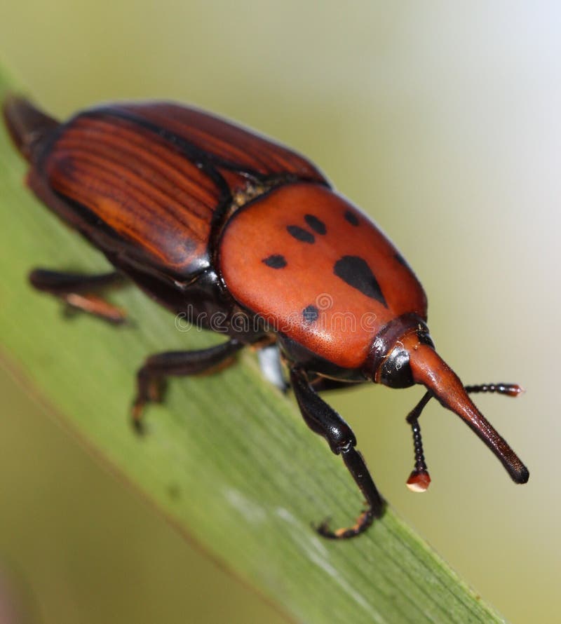 Red palm weevil stock image