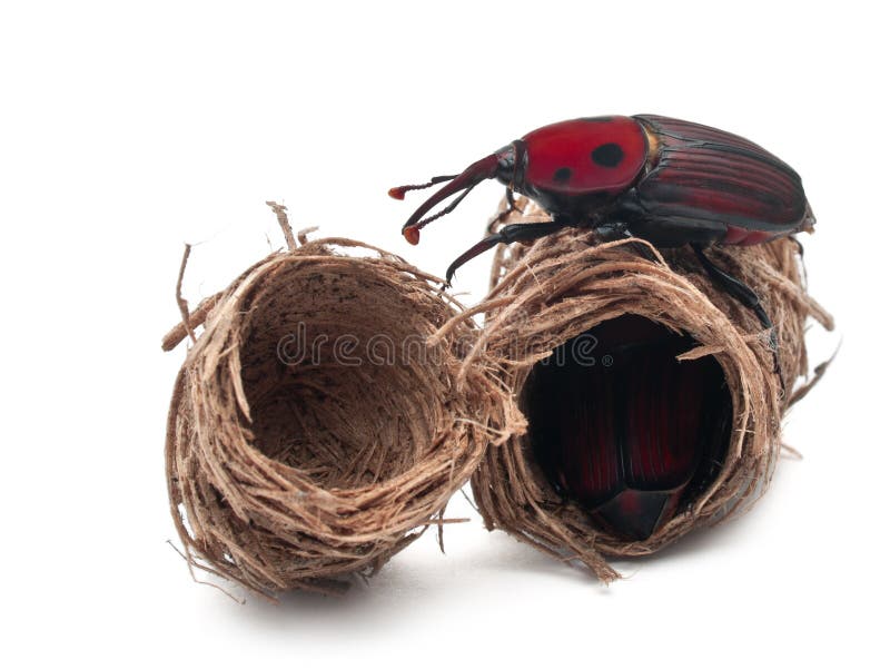 Red palm weevil, Rhynchophorus ferrugineus stock photos