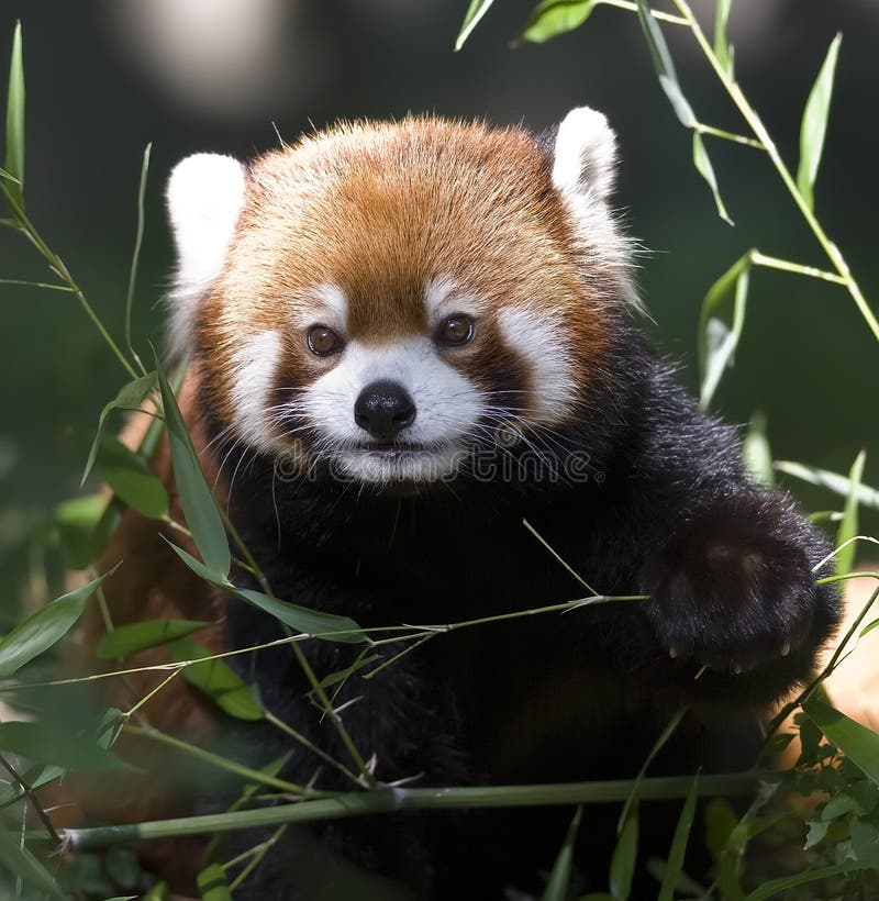 Red Panda