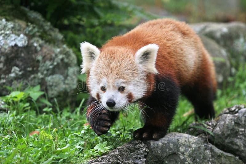 Young Red Panda or Shining Cat, Ailurus Fulgens Stock Image Image of